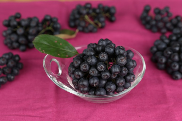 효능소개 아로니아 8