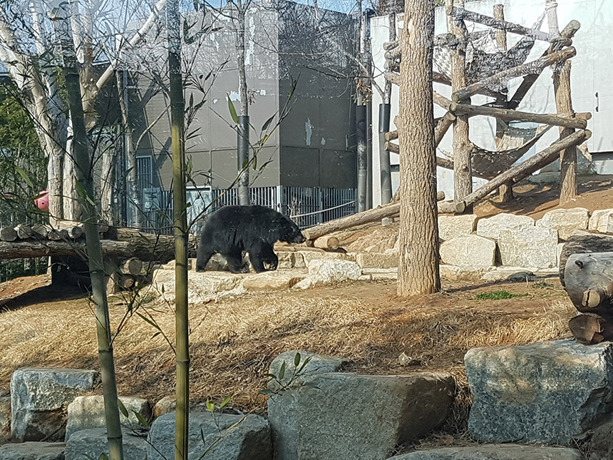 전주 동물원 반달곰