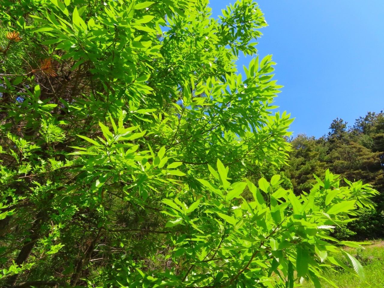 블랙야크 100+, Y출렁다리, 10