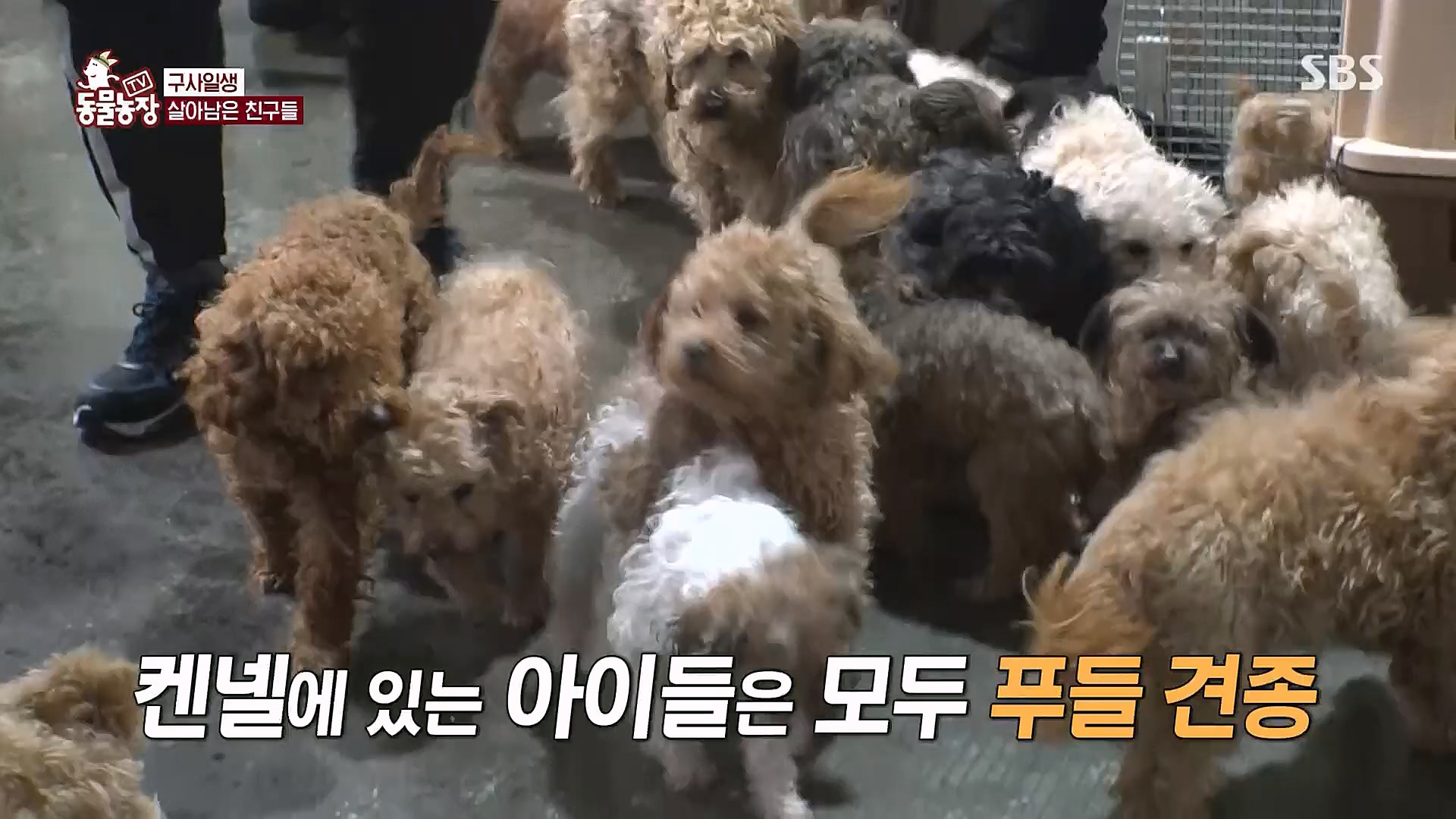 TV 동물농장.E1111.230312p.H264-F1RST.mp4_20230312_175950.444.jpg