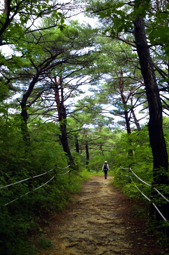 한국 명산 강원 경북 삼척 울진 응봉산 등산 mountain hiking