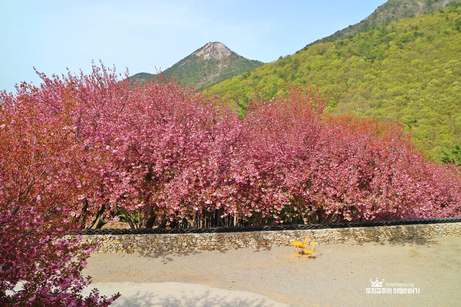 겹벚꽃 나무 뒤로 뾰족 솟은 산이 보인다