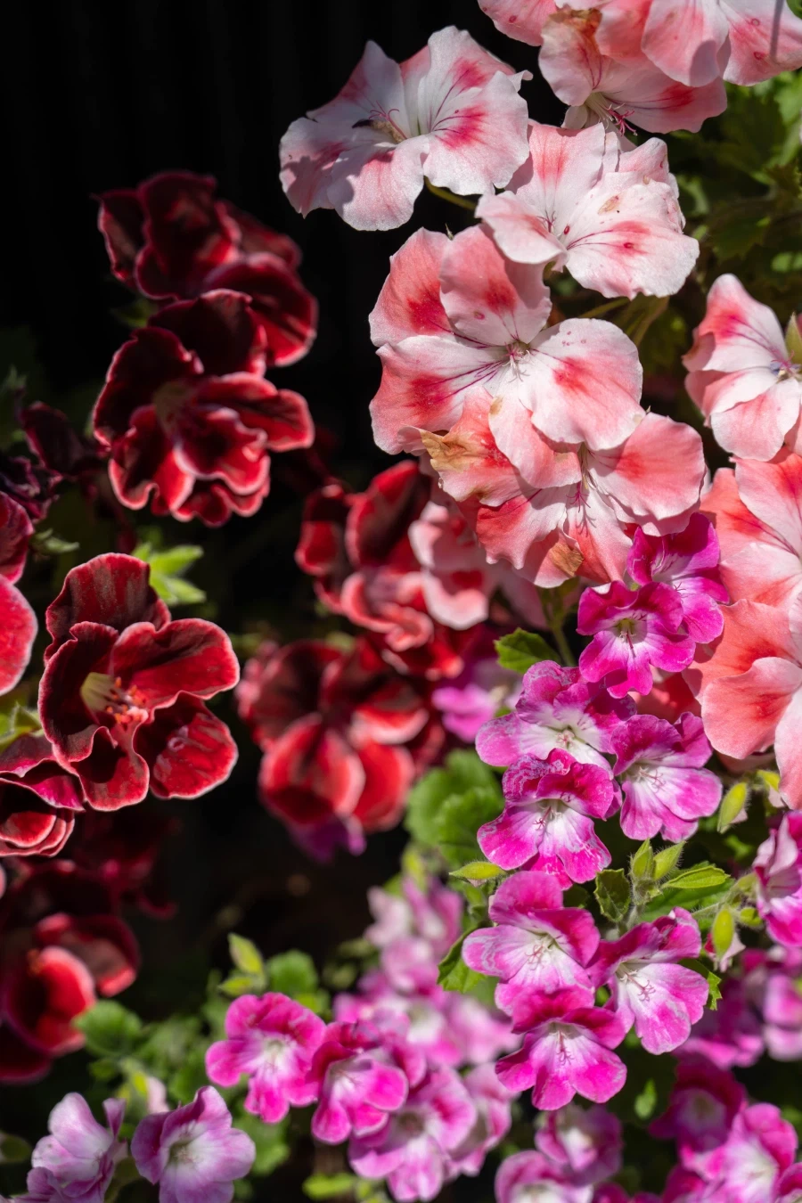 img.webp