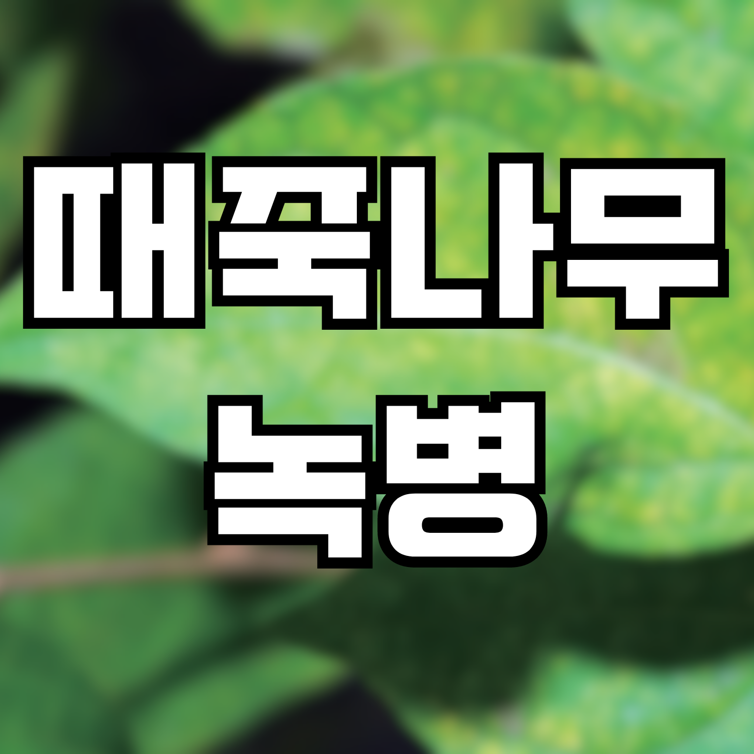  때죽나무 녹병