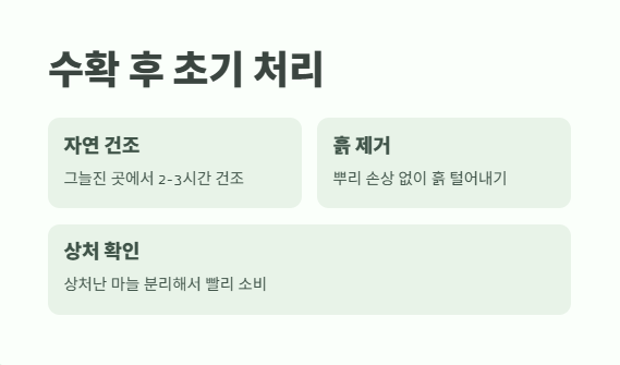 마늘 수확시기 꿀팁 10