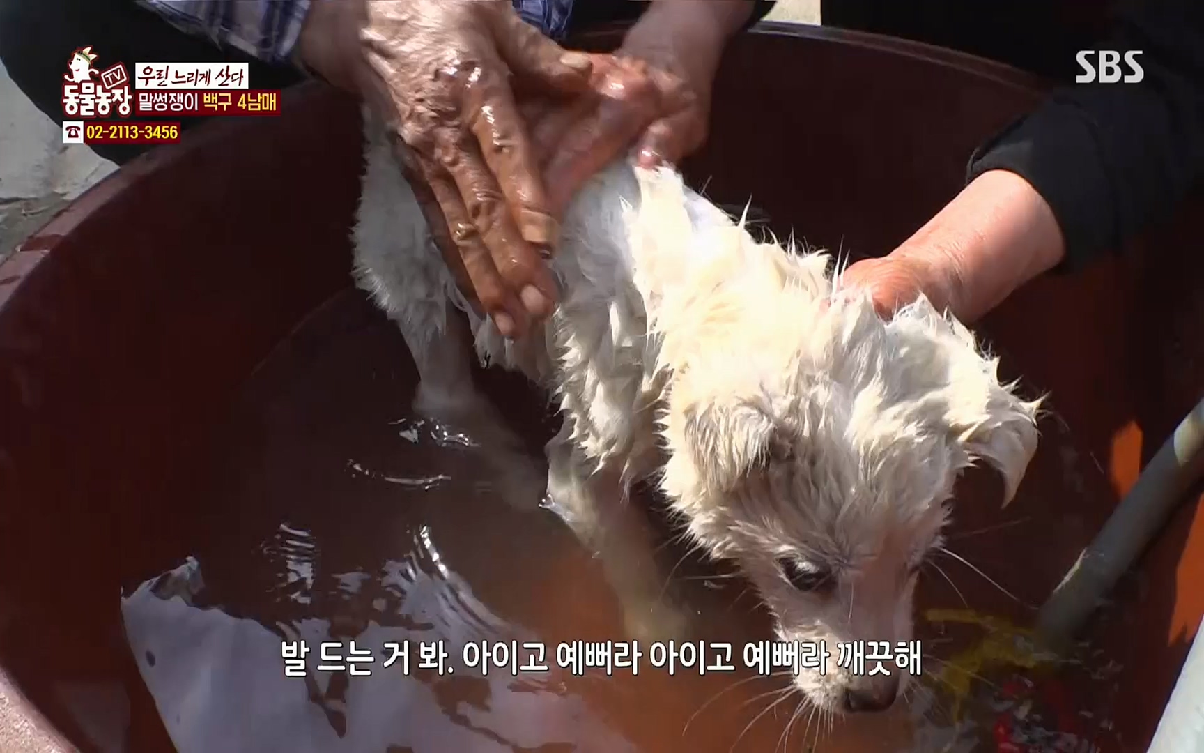 TV 동물농장.E1067.220501p.H264-F1RST.mp4_20220501_185020.789.jpg