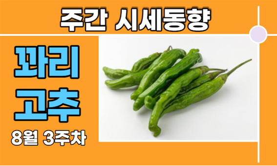  [경매사 고추품종별 주간 동향보고] 시세회복하고 있어요!! "꽈리고추" (8월 3주차)