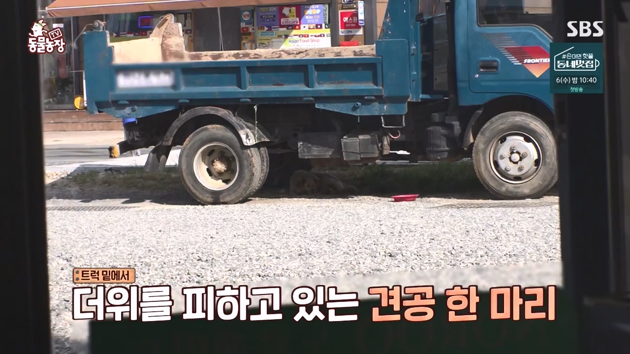 TV 동물농장.E1135.230828p-NEXT.mp4_20230827_180826.332.jpg