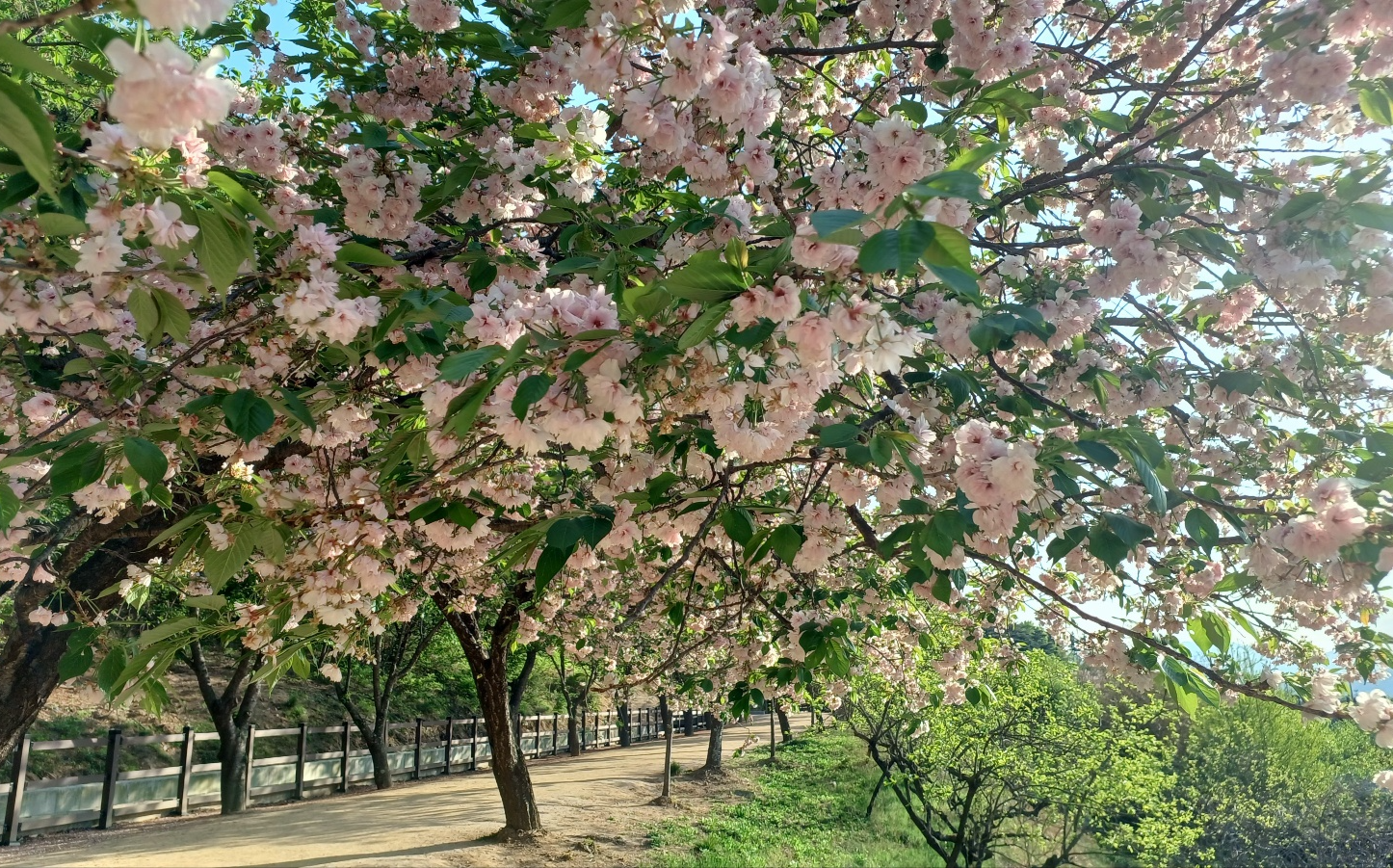 선덕여왕길 겹벚꽃