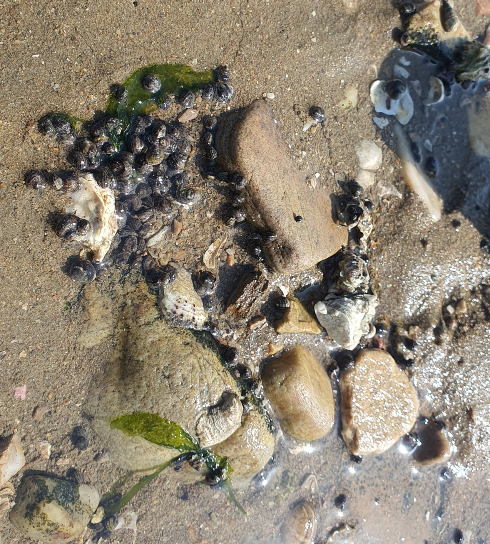 당진 여행 일출 예쁜 오션뷰 차박 캠핑장 해와랑 해루질 가능