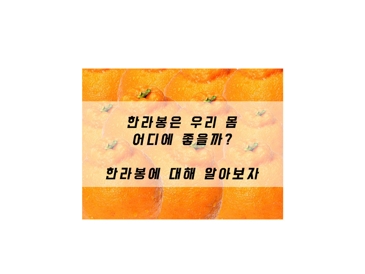  한라봉의 효능은? 한라봉에 대해 알아보자