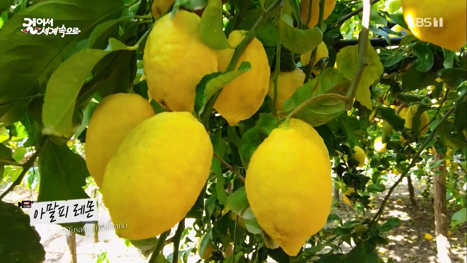 걸어서 세계속으로.E799.230708p.mp4_20230710_211558.565.jpg