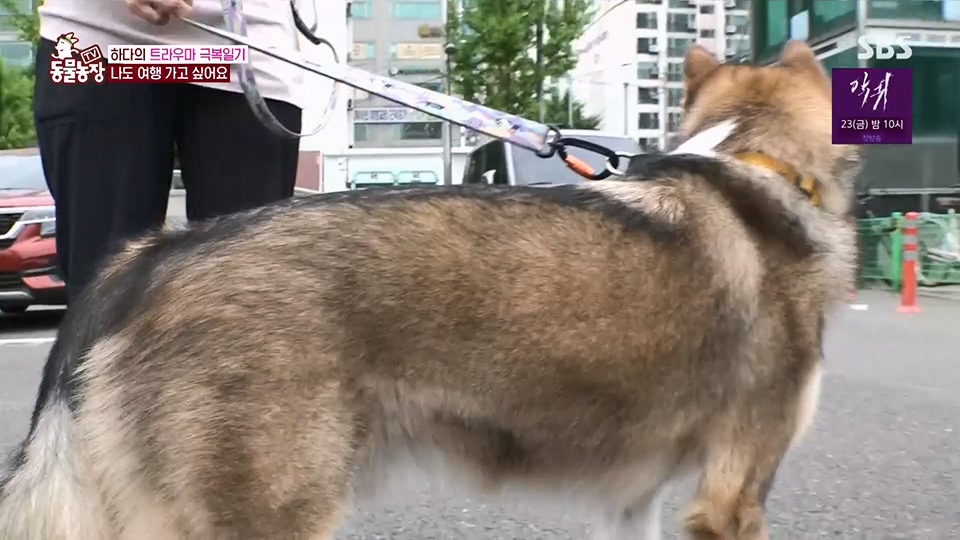 TV 동물농장.E1125.230618p.H264-F1RST.mp4_20230618_192125.547.jpg