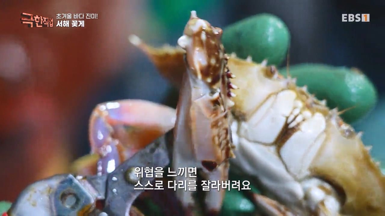 TV - 전 국민의 평생학교 EBS초겨울 바다 진미! 동해 방어, 서해 꽃게.mp4_20231228_203311.786.jpg