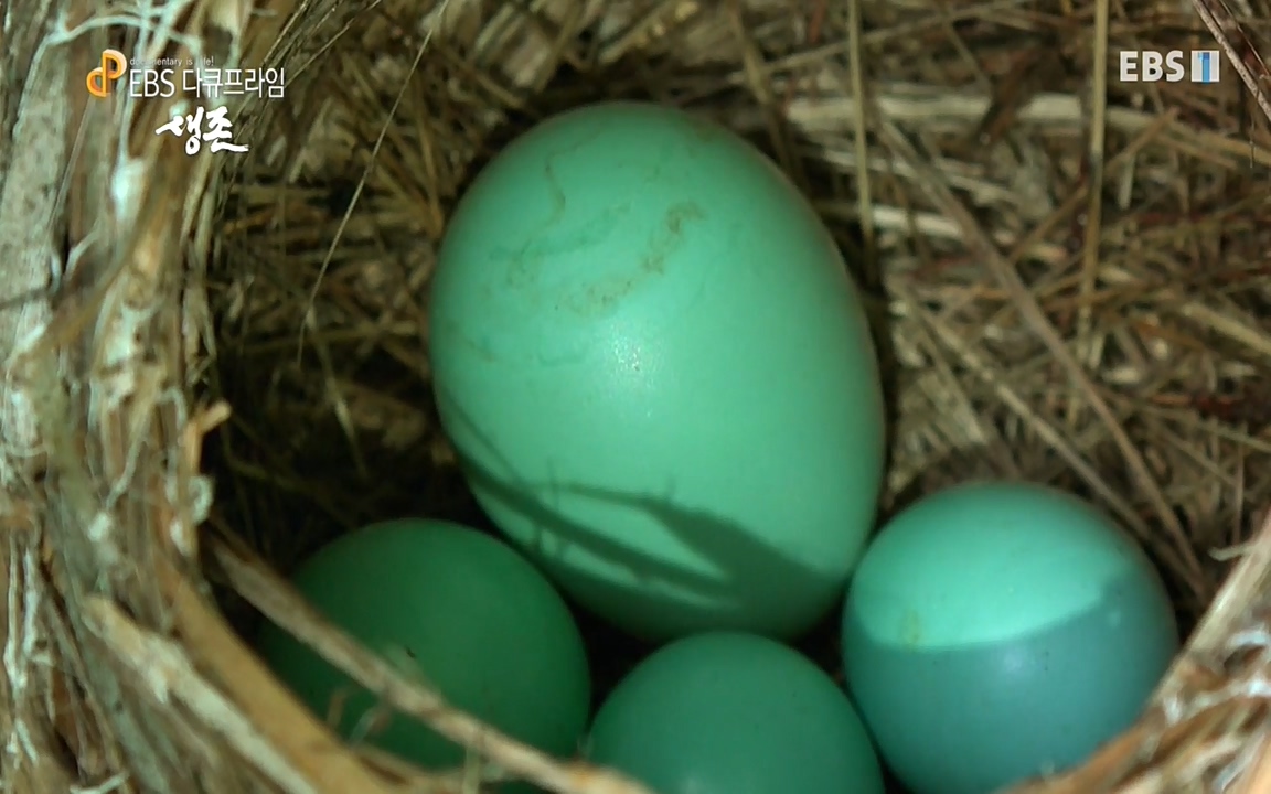 생존 3부_ EBS 다큐프라임_ 220629.avi_20220701_203932.217.jpg