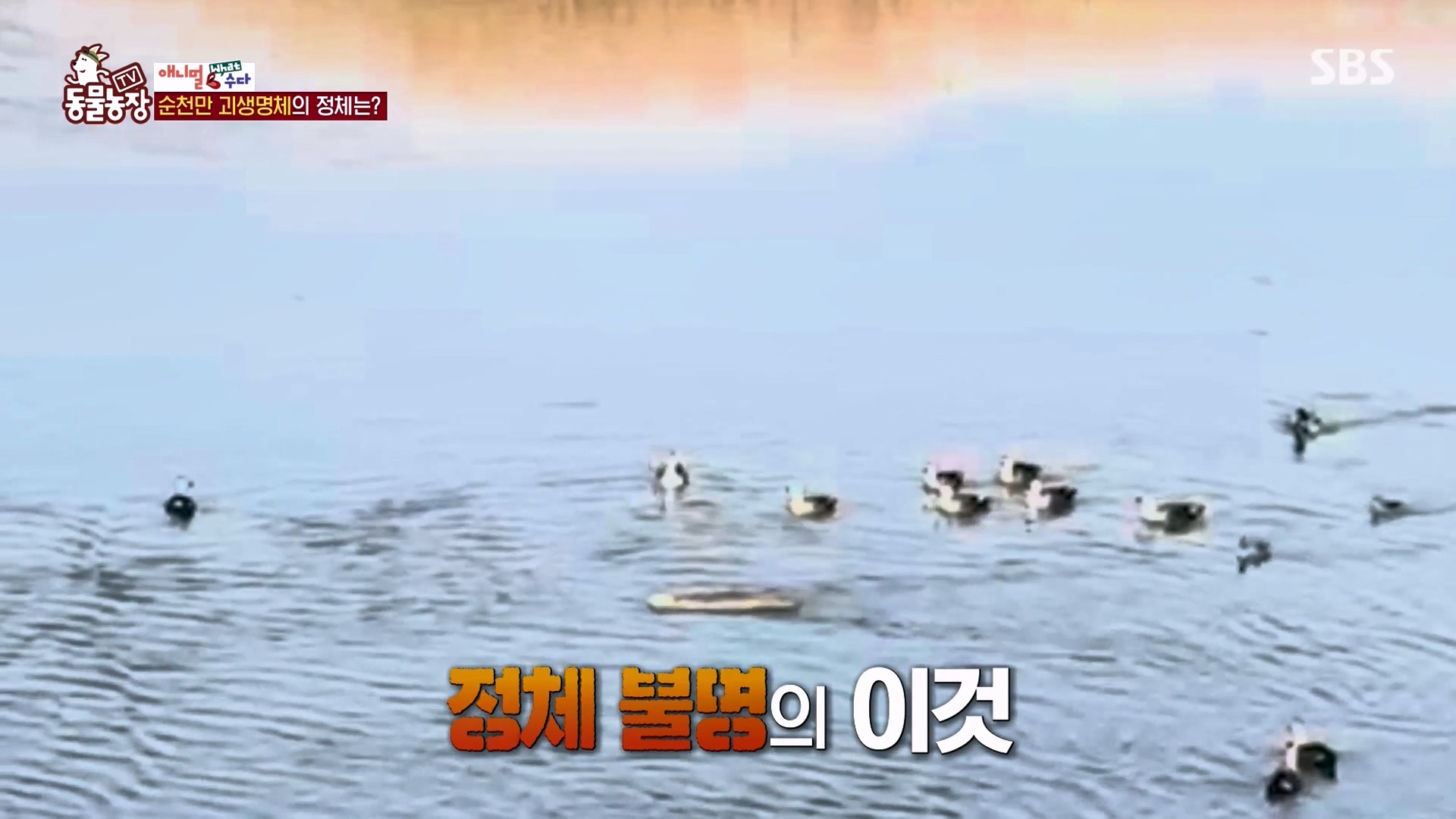 TV 동물농장.E1164.240324p-NEXT.mp4_20240324_170340.908.jpg