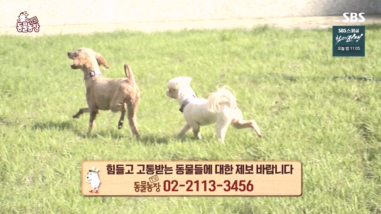 TV 동물농장.E1142.231023p-NEXT.mp4_20231022_174021.971.jpg