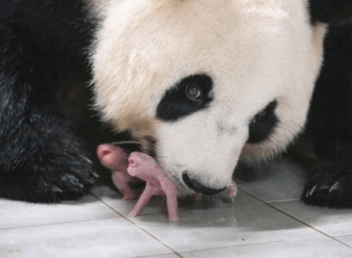 에버랜드 쌍둥이 판다 구별법: 루이바오 후이바오 공개!