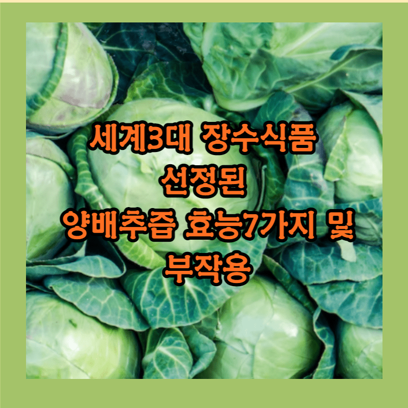 양배추즙효능