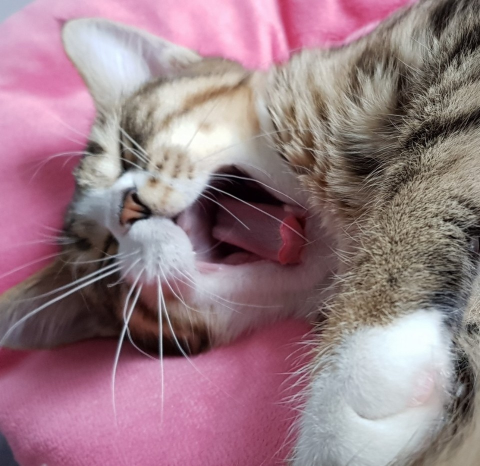  고양이 양치질 잘 시키는 방법과 고양이 양치 시기