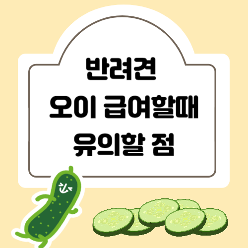 강아지 오이 급여할때 유의할 점