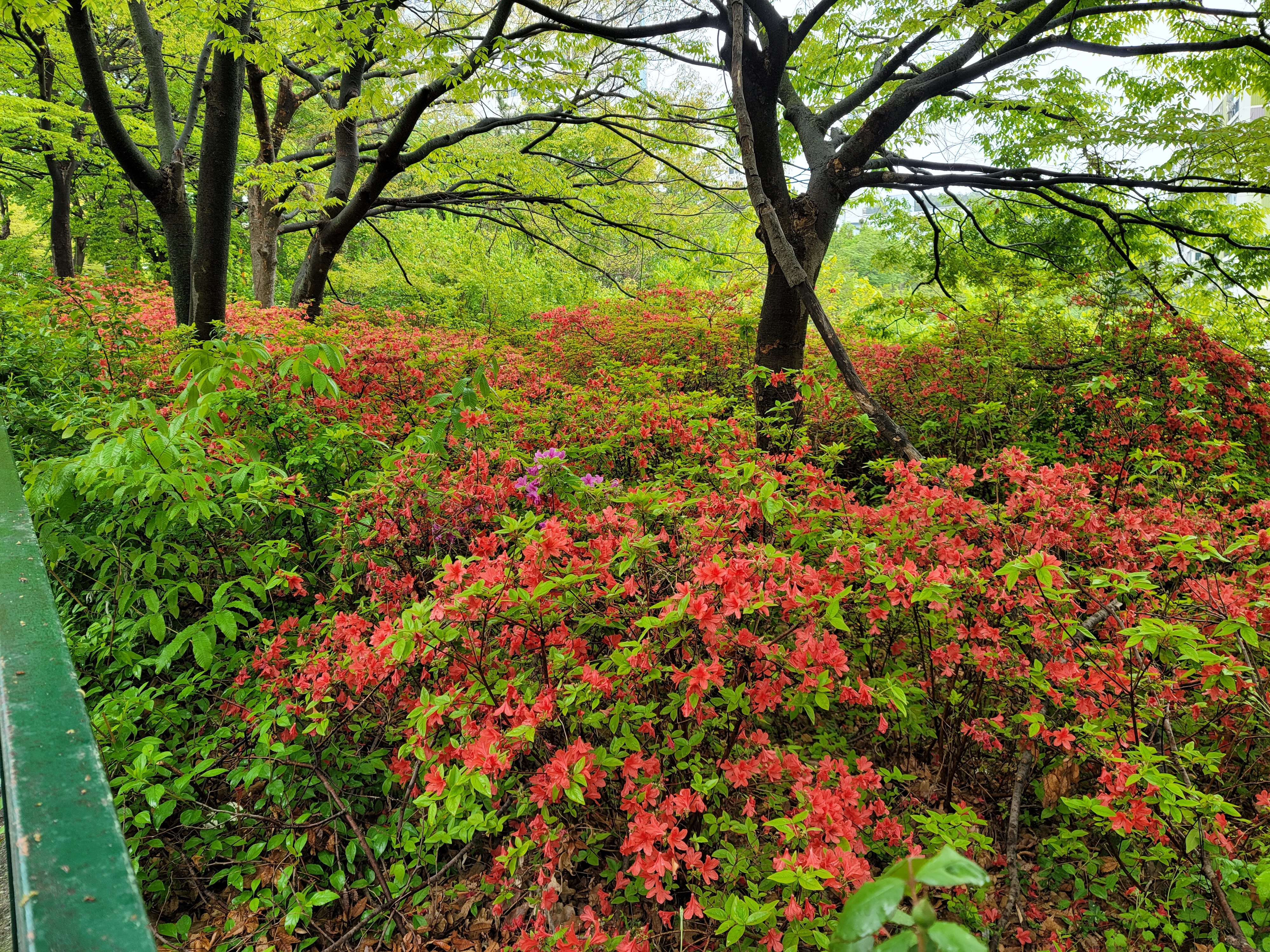 산철쭉 화단접대 21
