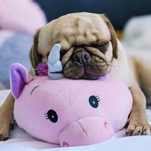 커다란 핑크색 돼지인형 얼굴 위에 누런색 개가 얼굴을 올리고 자고 있는 모습