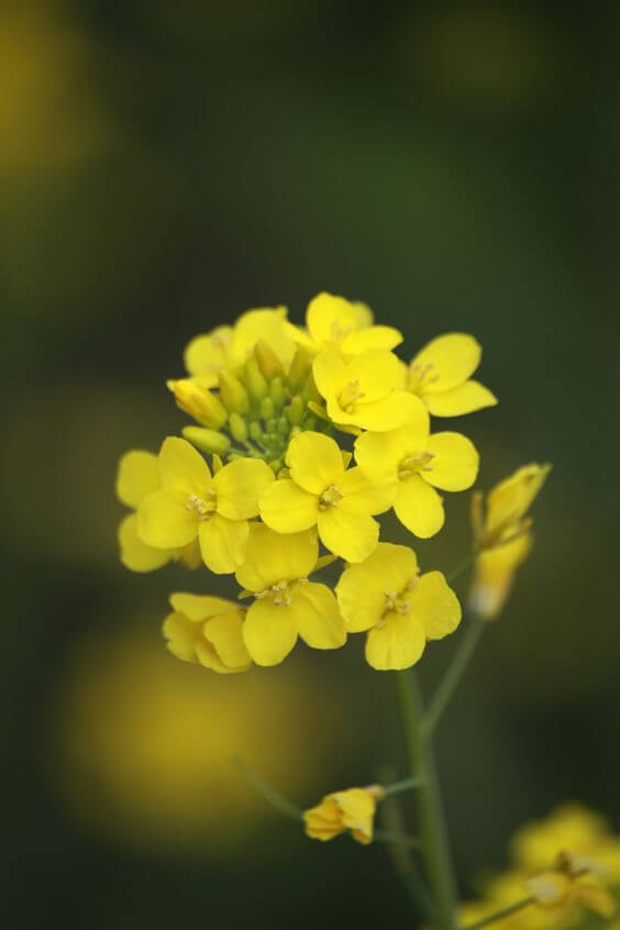 제주도 유채꽃 명소 알아보기