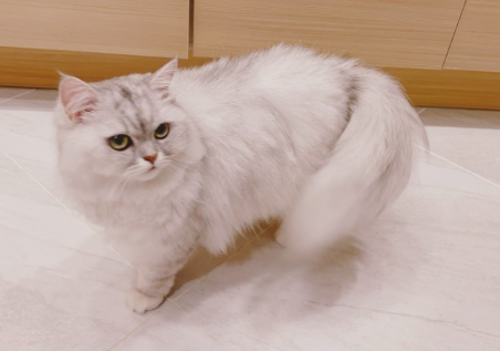 페르시안고양이이미지