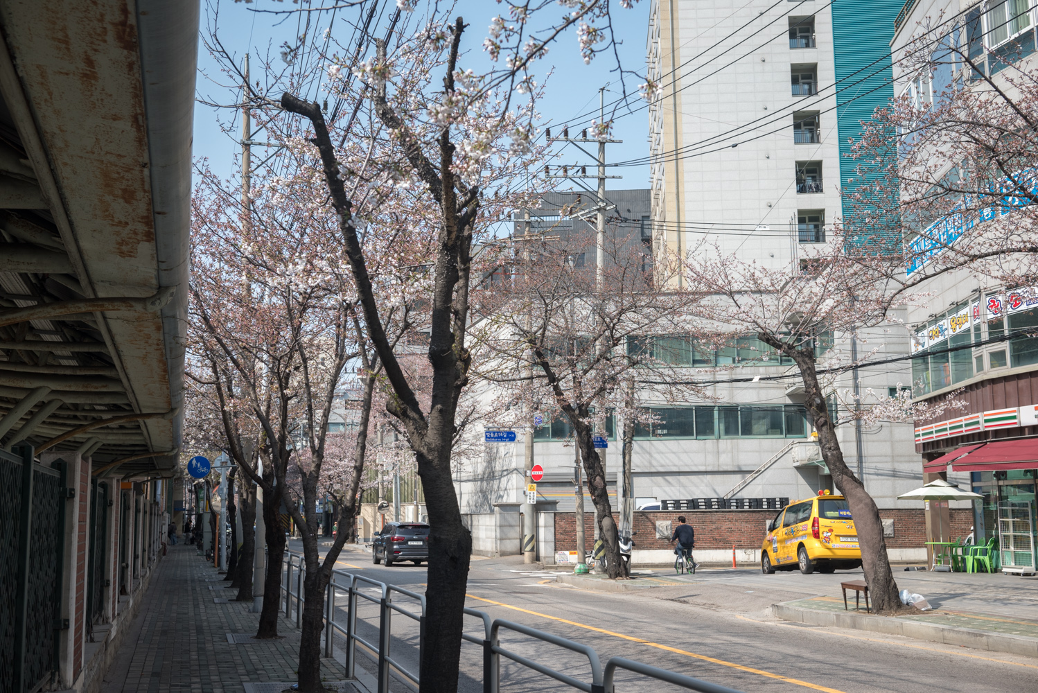 안양천 벚꽃 개화 상황