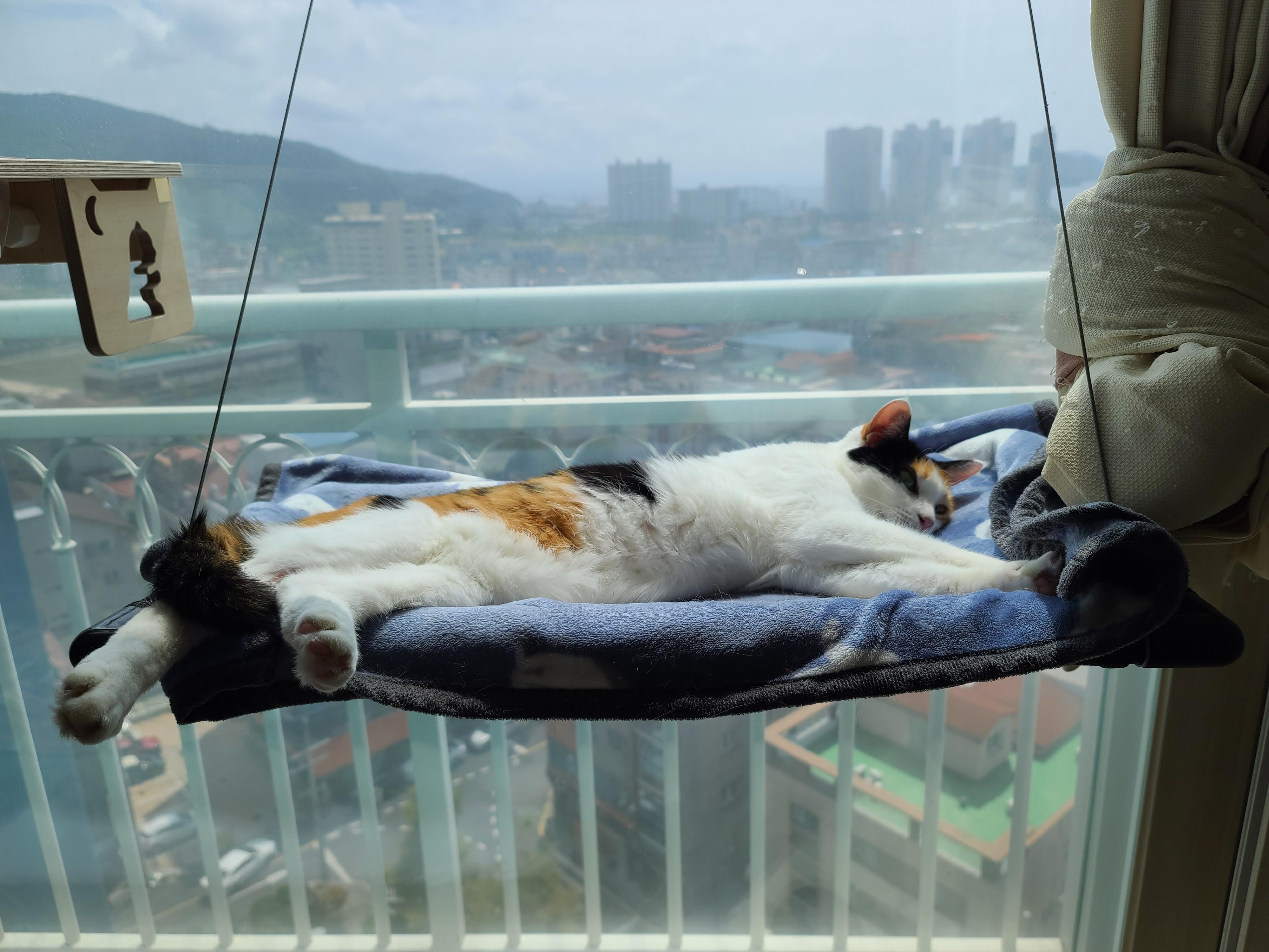 태풍예보로 떠들썩했던 일요일.. 햇빛 받으며 낮잠 즐기는 냥냥이들.