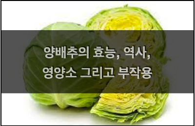  양배추의 역사, 영양소, 효능 그리고 부작용