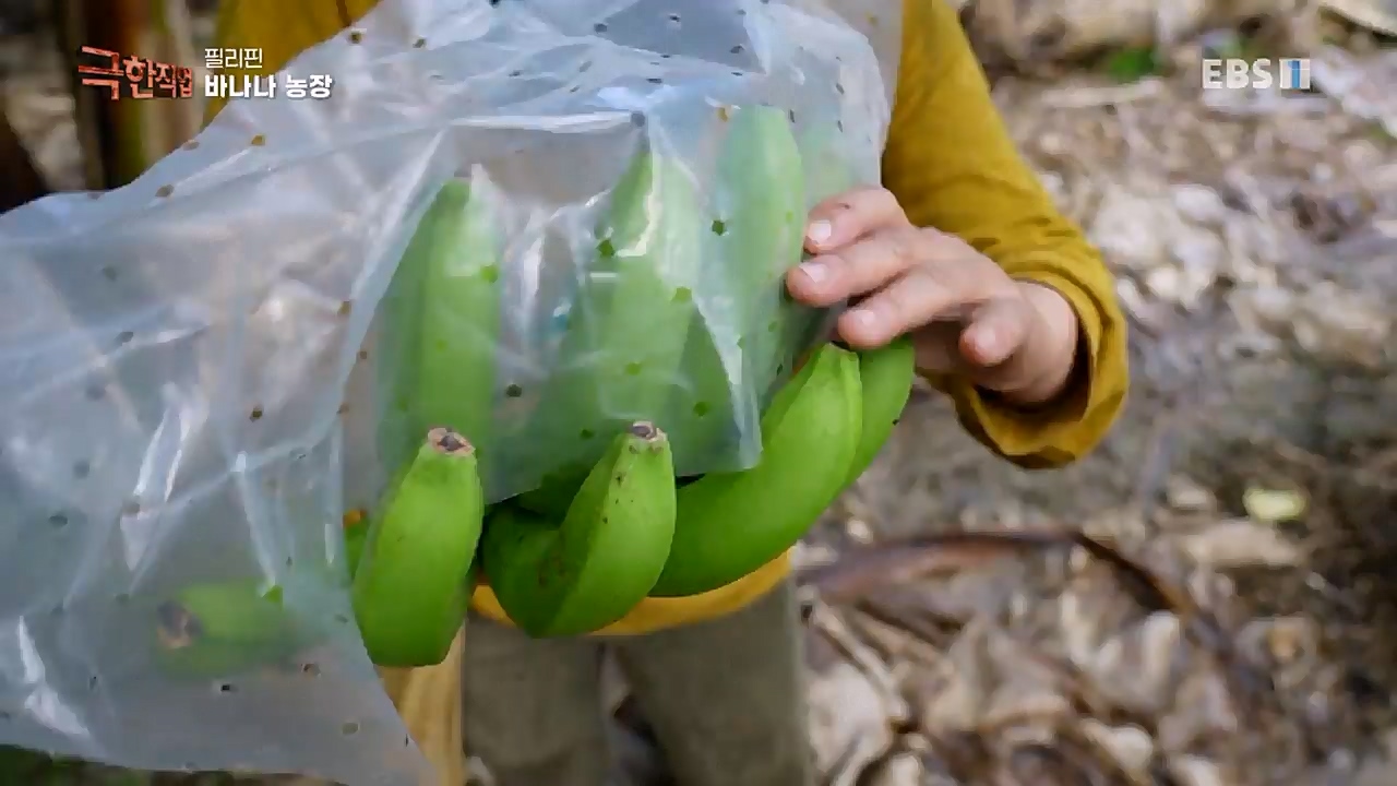 TV - 교육의 중심 EBS필리핀 바나나, 파인애플 농장.mp4_20230302_202901.553.jpg