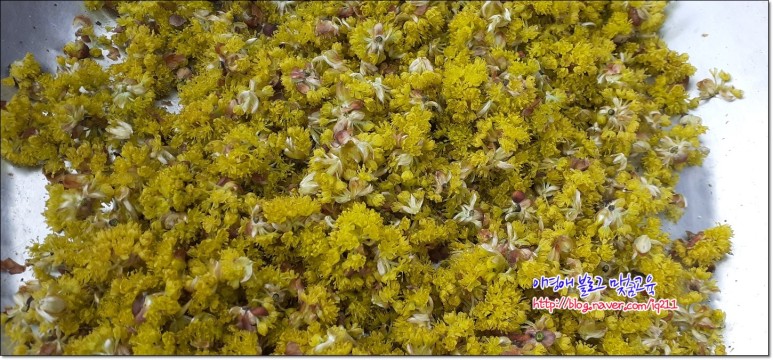 꽃차 효능의 생강나무 6