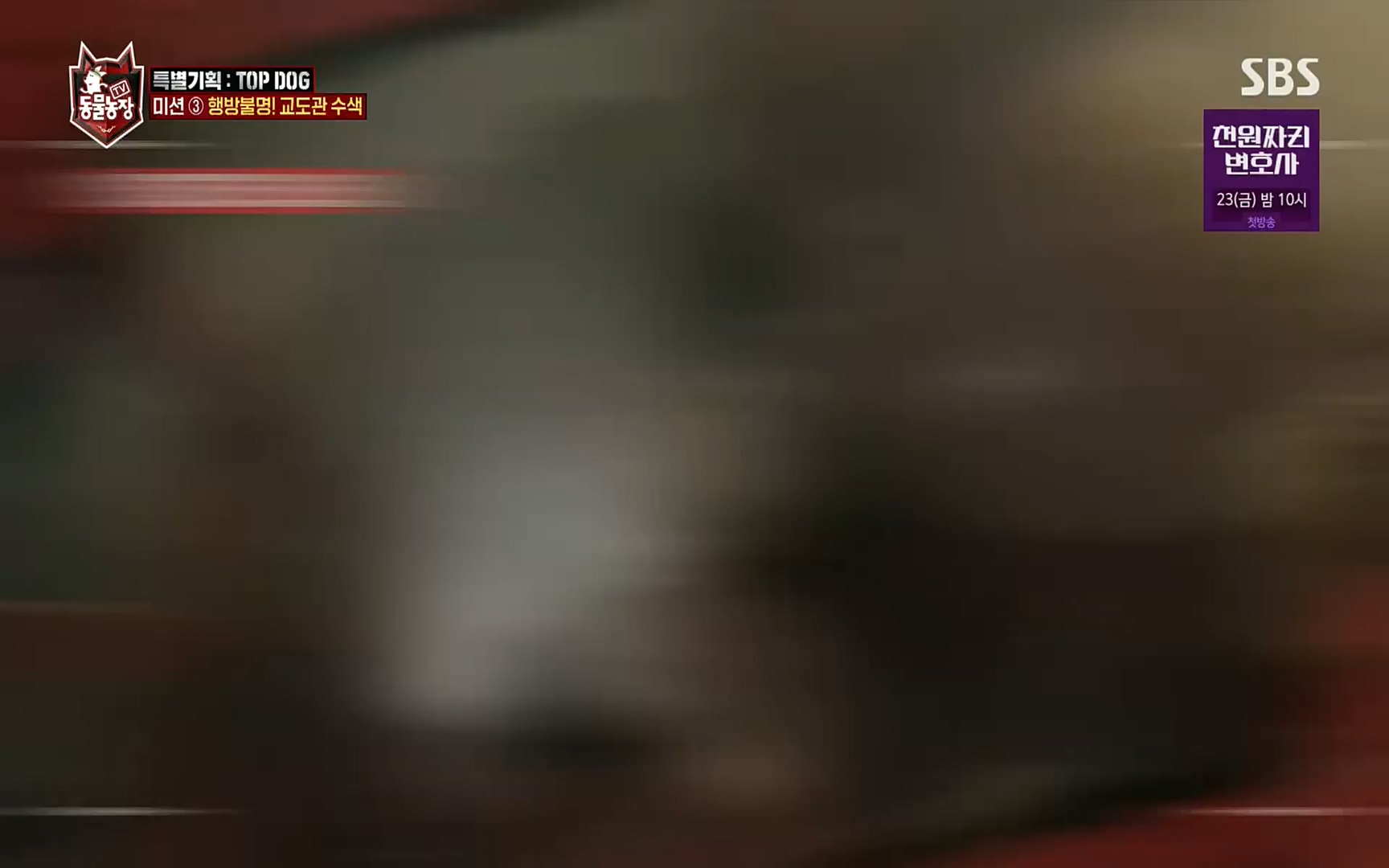 TV 동물농장.E1086.220911p.H264-F1RST.mp4_20220911_175416.730.jpg