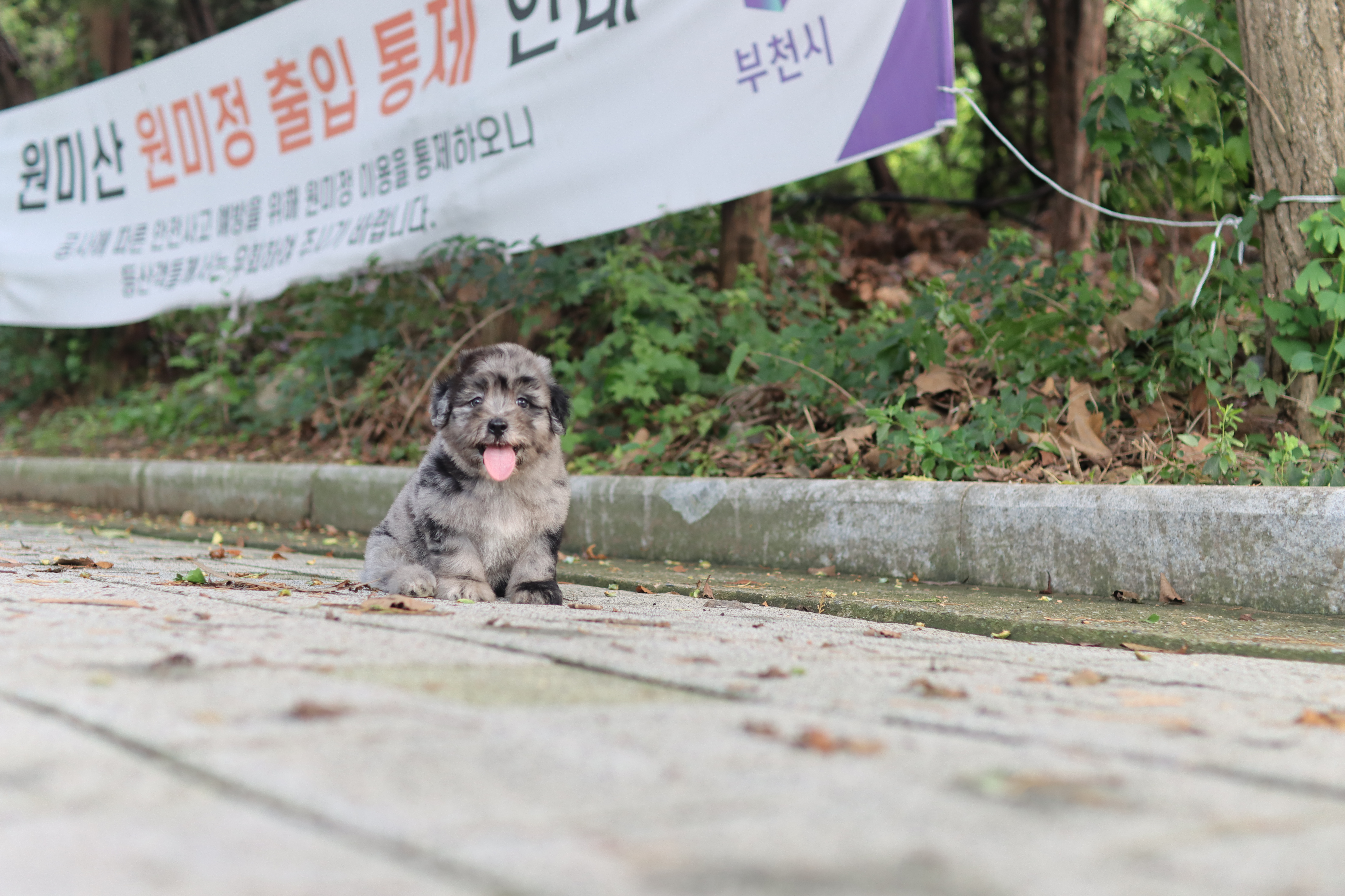 오시두들분양