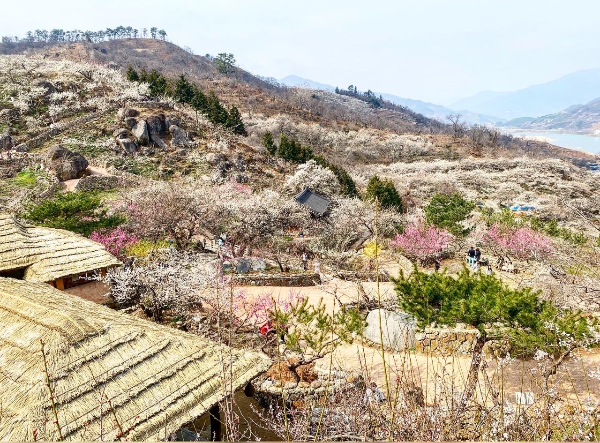 광양 매화마을