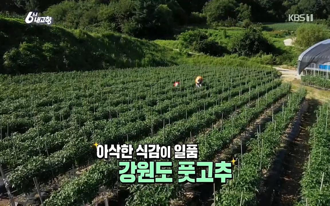 6시 내고향.E7602.220824p.H264-F1RST.mp4_20220825_164349.527.jpg