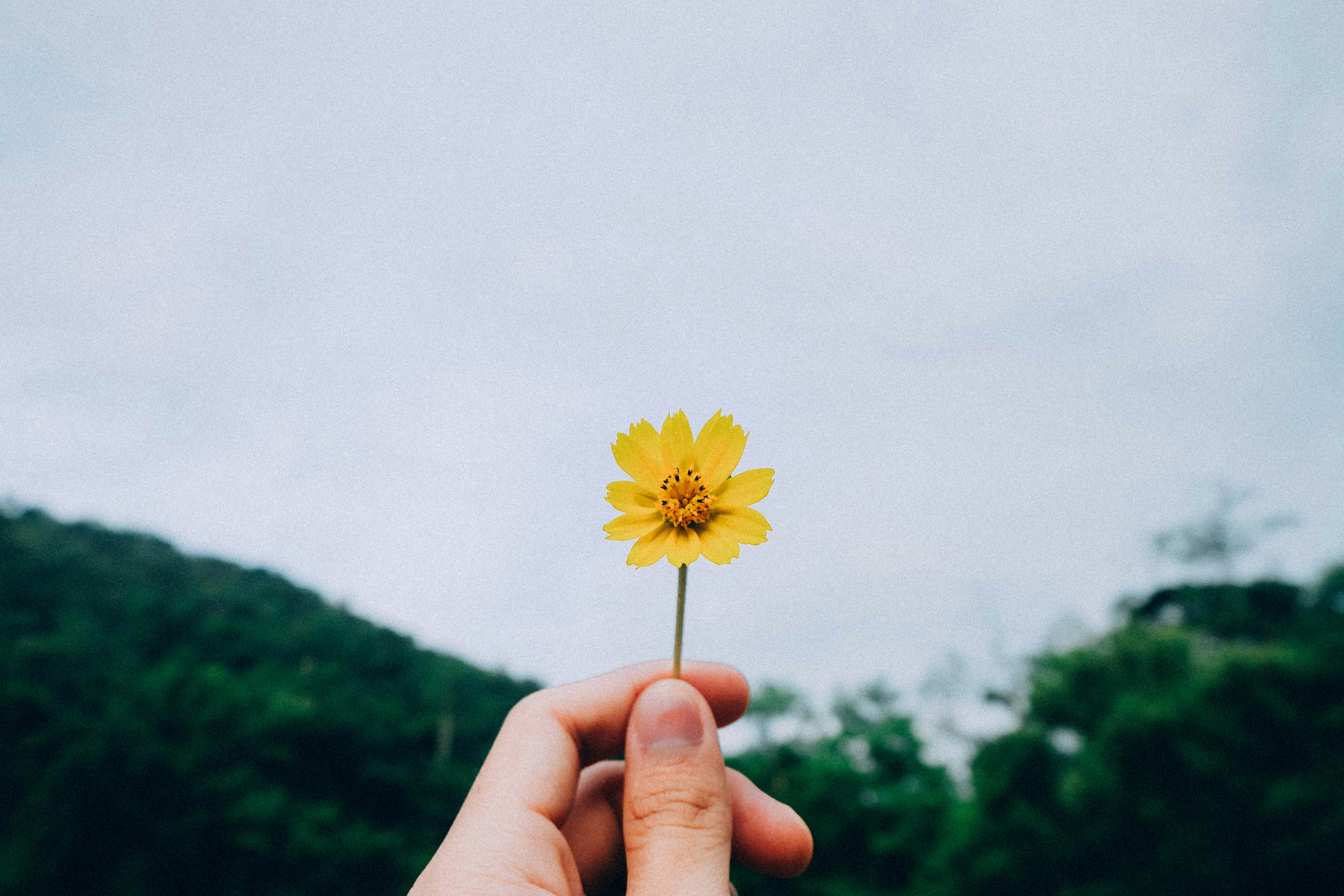 아동수당 꽃
