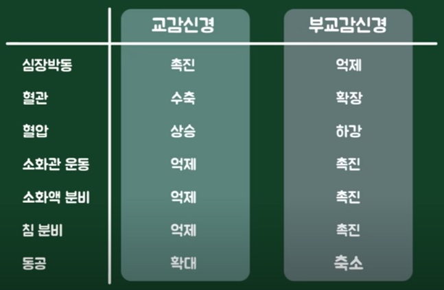 교감신경, 부교감신경