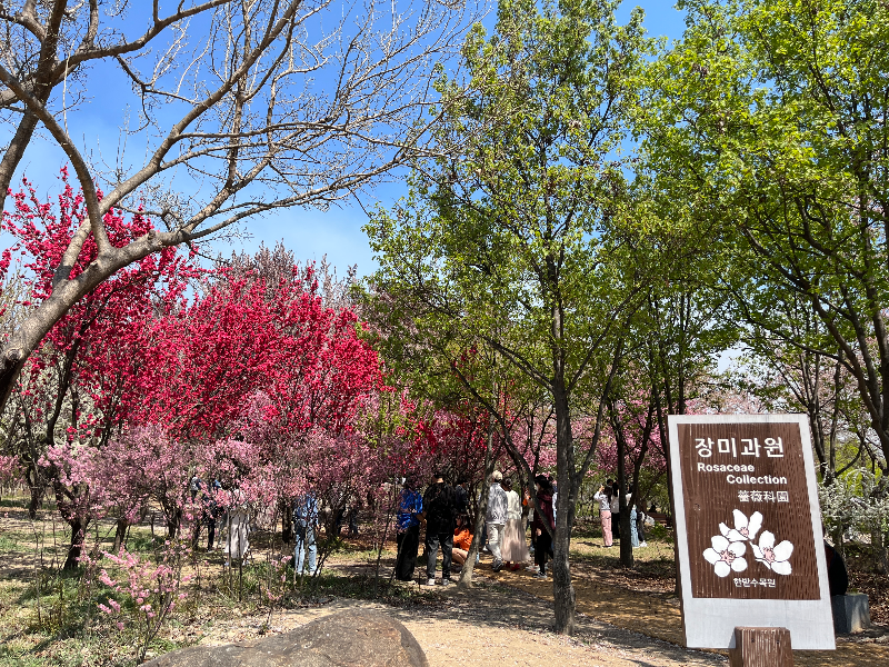 한밭수목원 동원 장미과원