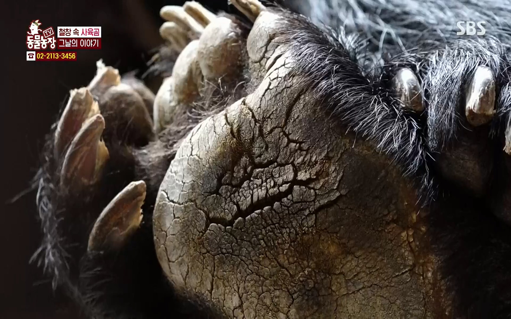 TV 동물농장.E1063.220403p.H264-F1RST.mp4_20220403_175123.071.jpg