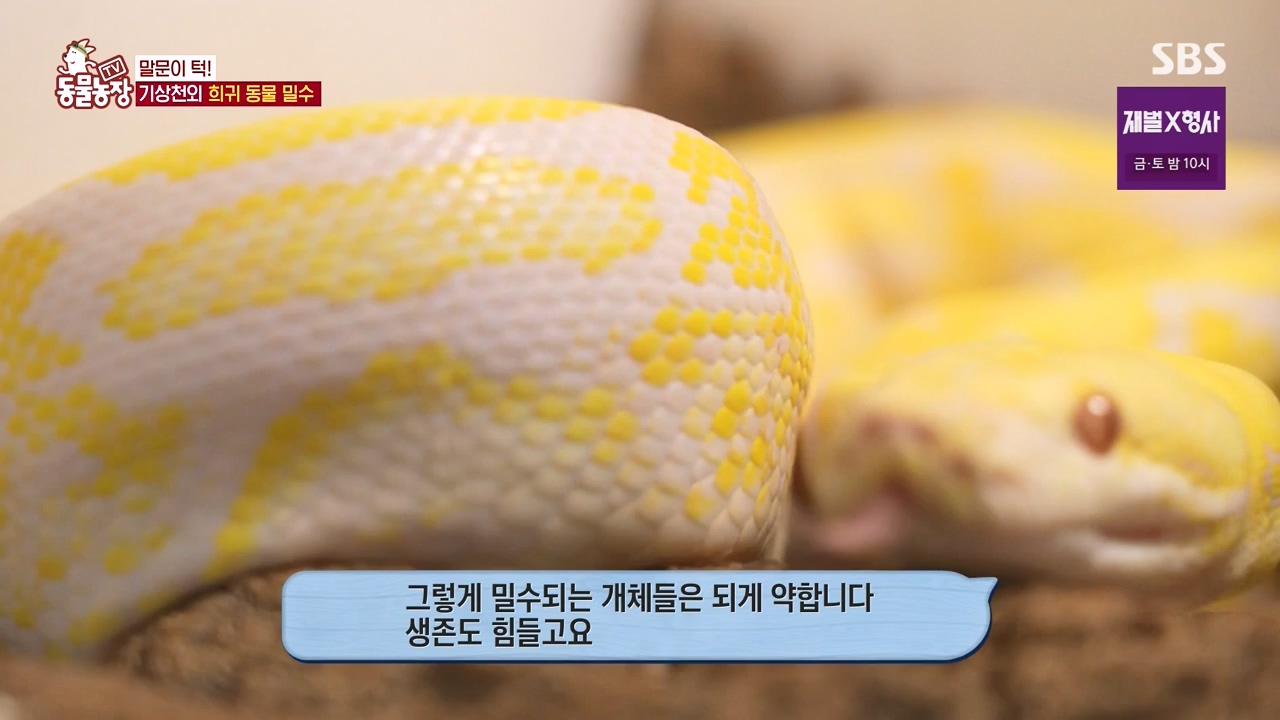 TV 동물농장.E1156.240129p-NEXT.mp4_20240128_191740.043.jpg