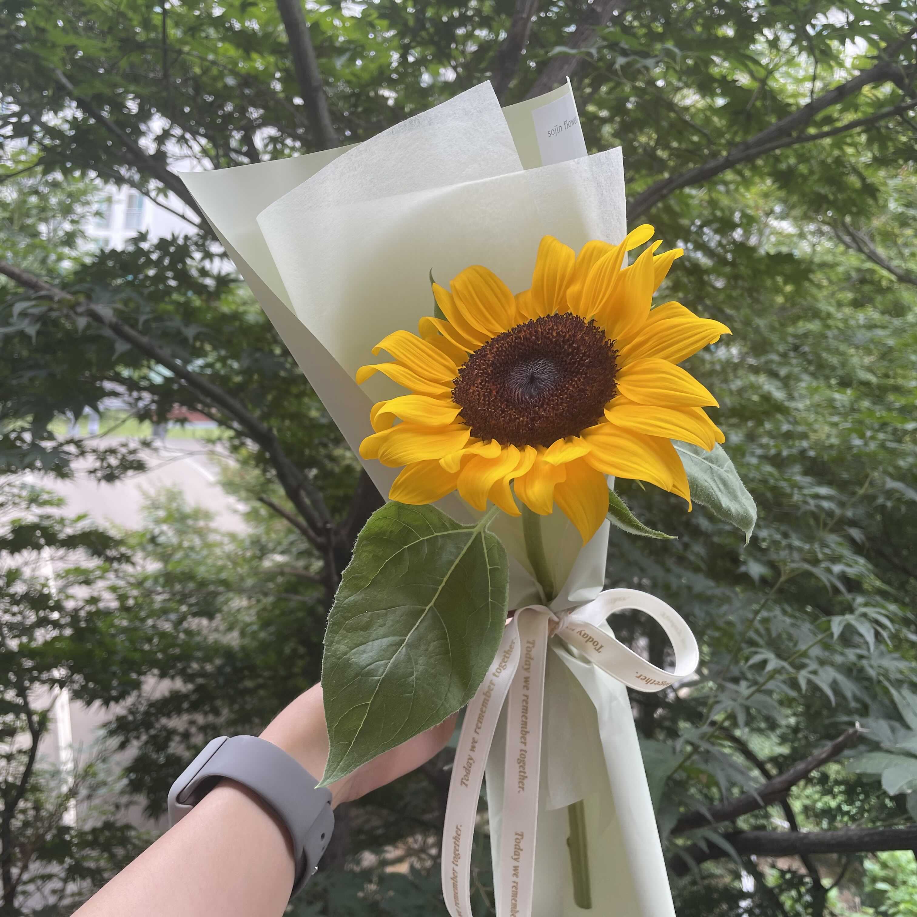 해바라기플라워 이미지
