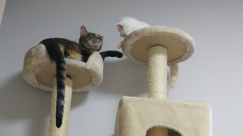 다묘가정 고양이 여러 마리를 함께 잘 키우기 방법!