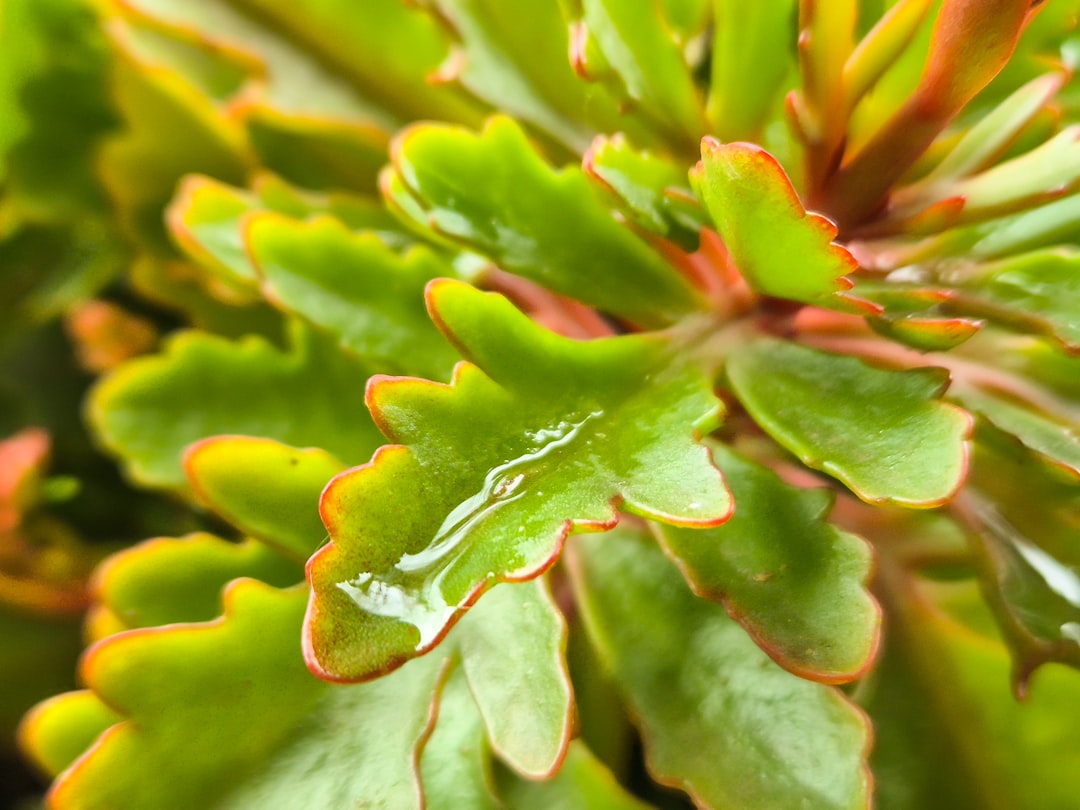 Kalanchoe