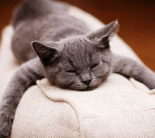 Russian Blue Cat/출처:어도비스톡