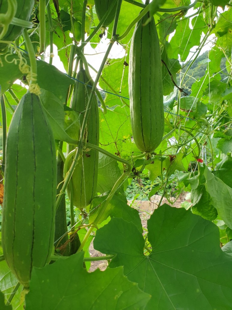 수세미 차코로나시대에 관심받고있는 15