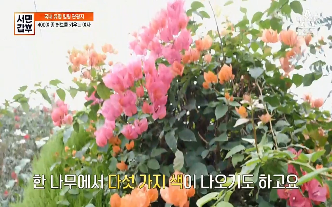 서민 갑부.E380.220424p-NEXT.mp4_20220424_182016.750.jpg