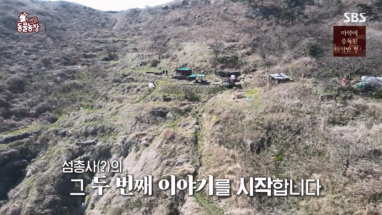 TV 동물농장.E1172.240520p-NEXT.mp4_20240519_162635.887.jpg